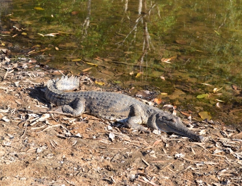 fresh water crocodile