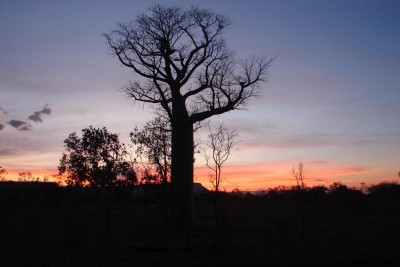 boab tree kimberley region