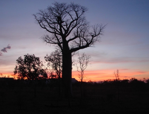 boab tree kimberley region