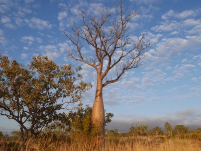 Boab tree in Outback Australia