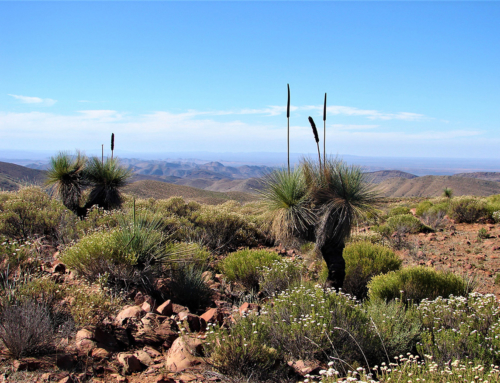 flinders ranges south australia