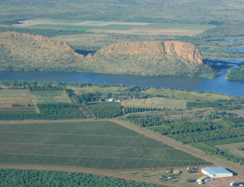 Kununurra packsadle