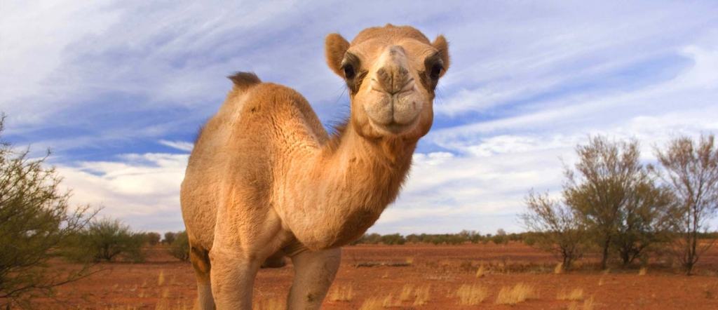 Australian Camel in Outback