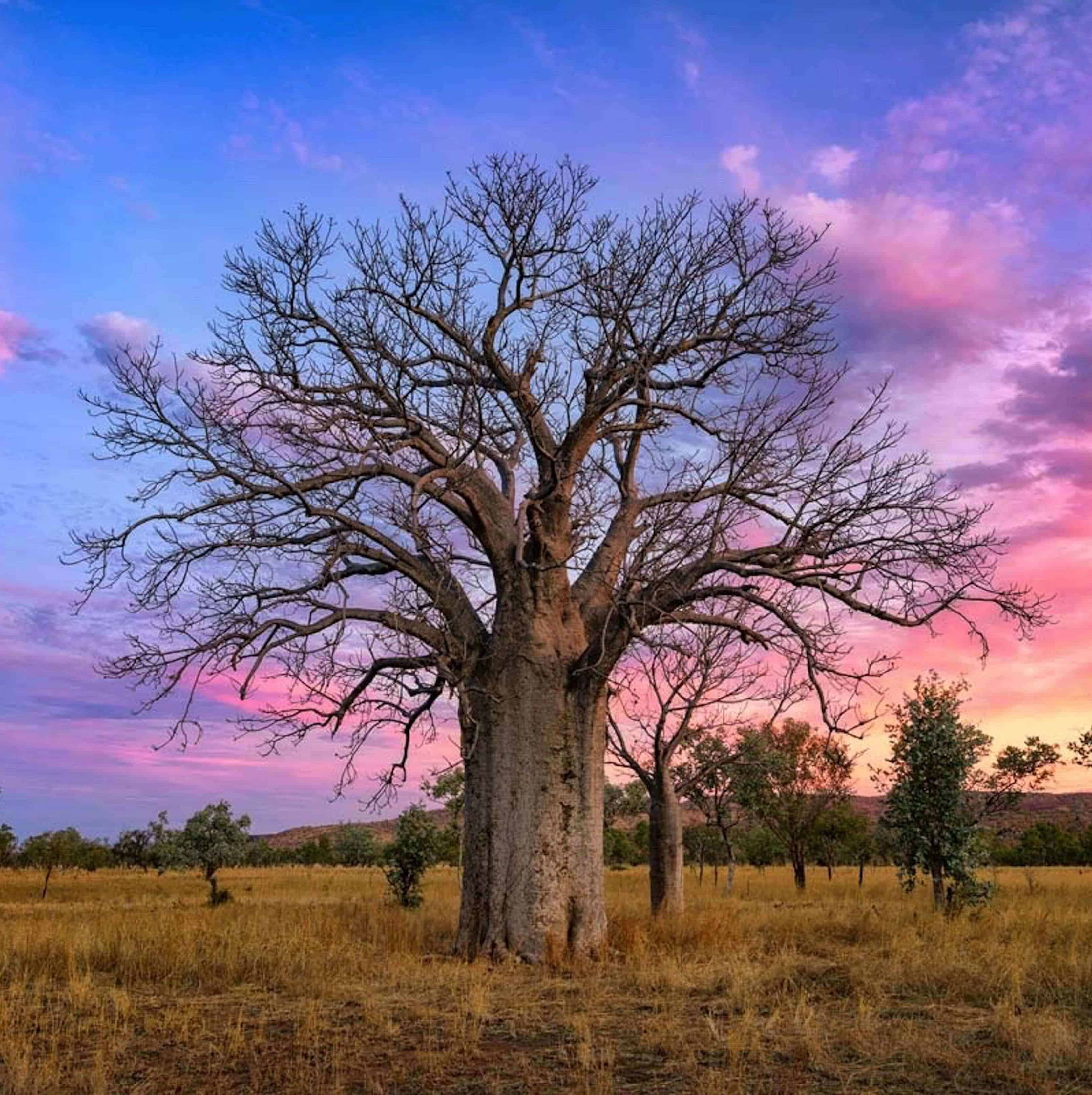 purple-pink sunset with large tree with no leaves in the Kimberleys