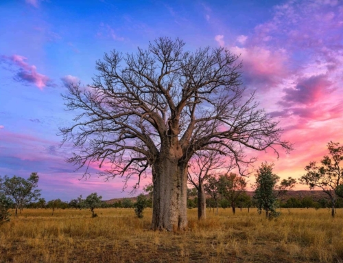 Sunset sky, tree in Outback Australia (Ben Broady)