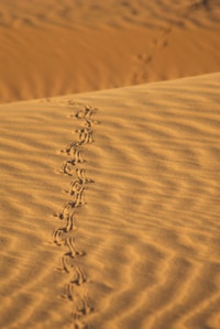 Lizard tracks on red dirt Mandatory credit: Tourism Western Australia