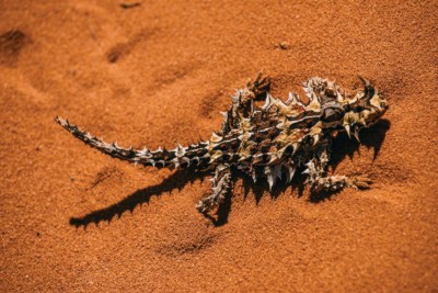 Thorny devil (Moloch horridus) Mandatory credit: Tourism Western Australia