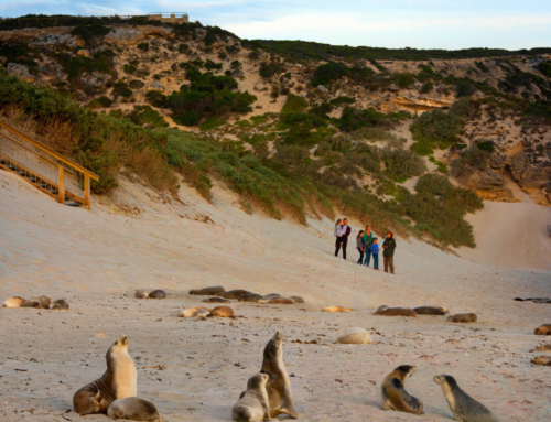 Seal Bay Conservation Park