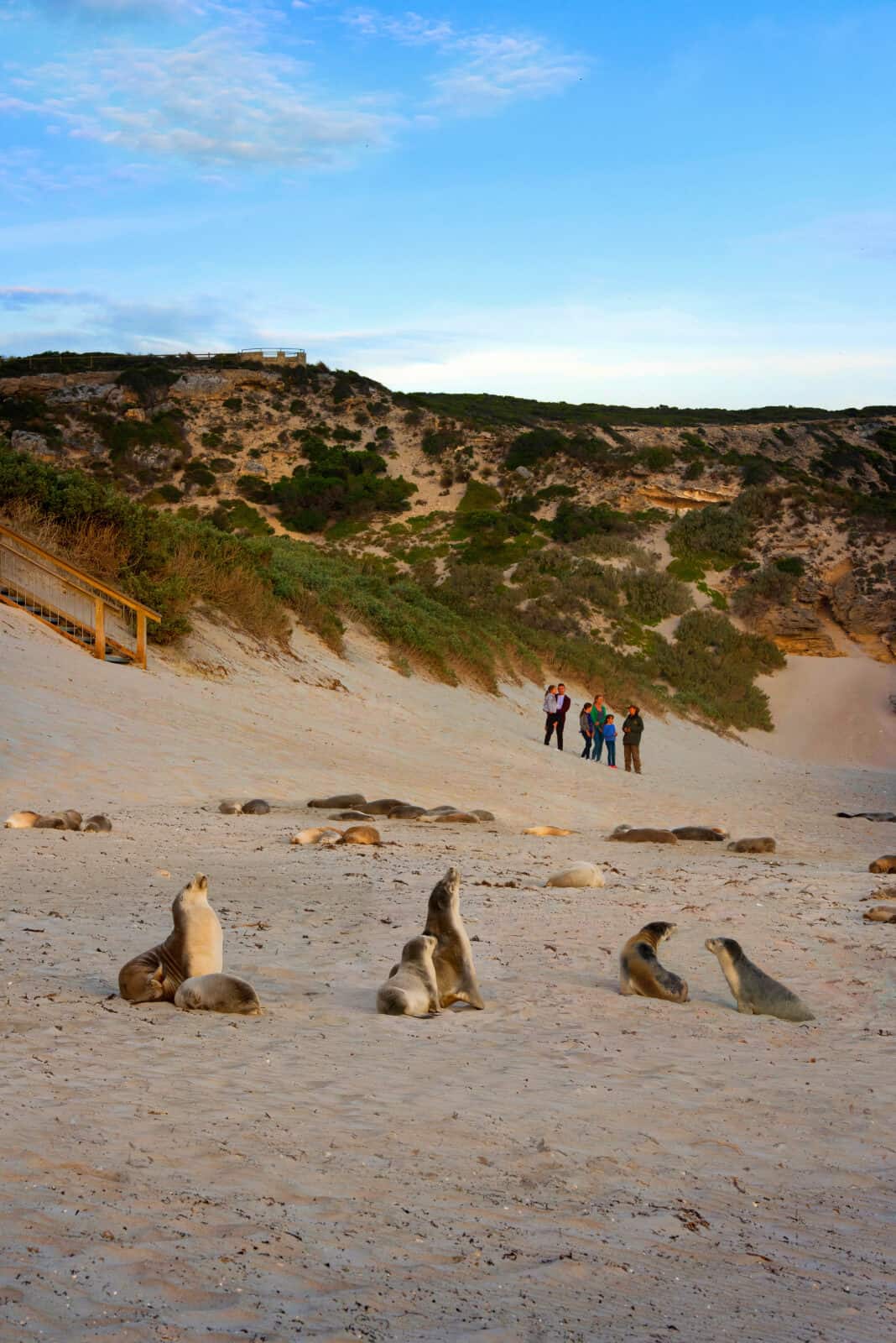 Seal Bay Conservation Park Mandatory Credit South Australian Tourism Commission