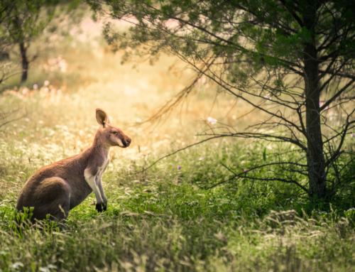 Flinders Ranges National Park